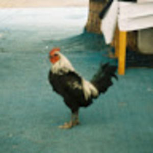 Meet your Posher, Mossi